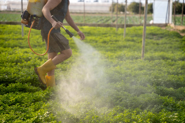 Pest Prevention Services in Dawsonville, GA