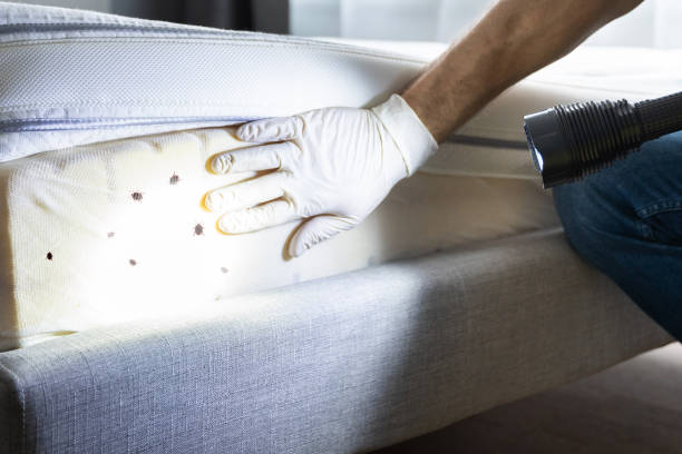 Best Best Pest Control Companies  in Dawsonville, GA