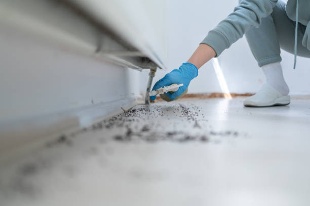 Best Emergency Pest Control  in Dawsonville, GA